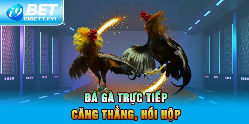 Đá gà trực tiếp - Căng thẳng, hồi hộp