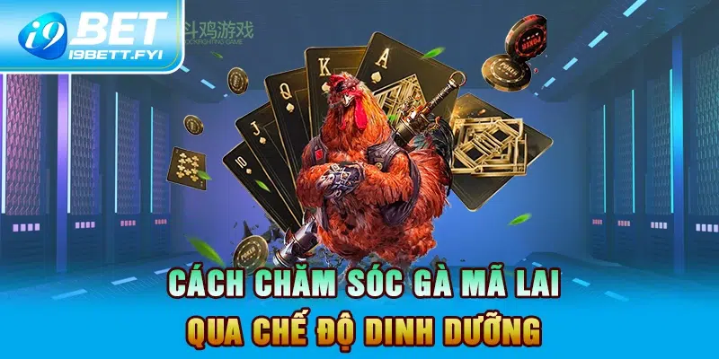 Cách chăm sóc gà mã lai qua chế độ dinh dưỡng