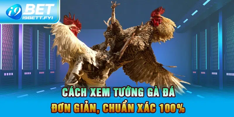 Cách xem tướng gà đá đơn giản, chuẩn xác 100%