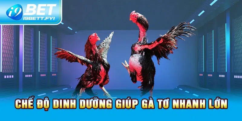 Chế độ dinh dưỡng giúp gà tơ nhanh lớn