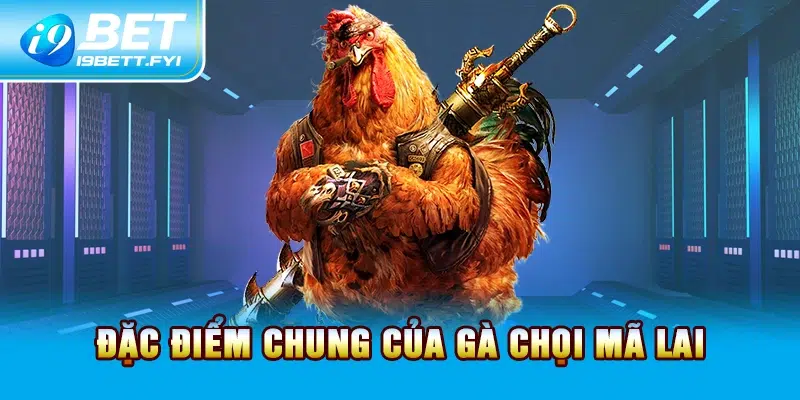 Đặc điểm chung của gà chọi mã lai