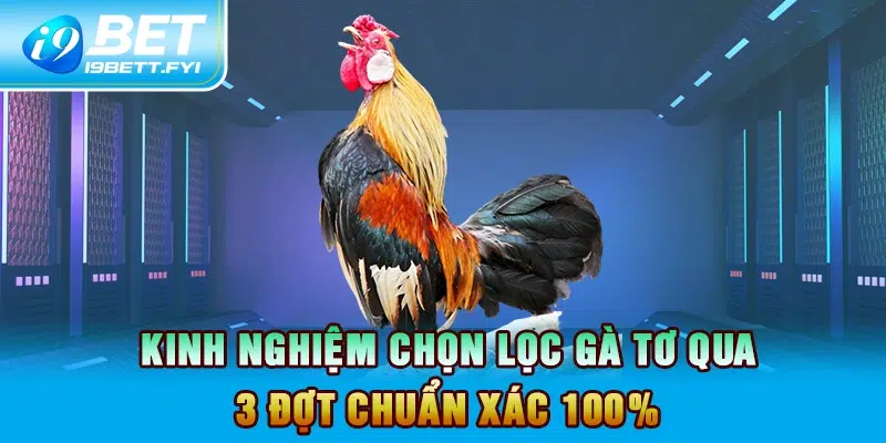 Kinh nghiệm chọn lọc gà tơ qua 3 đợt chuẩn xác 100%