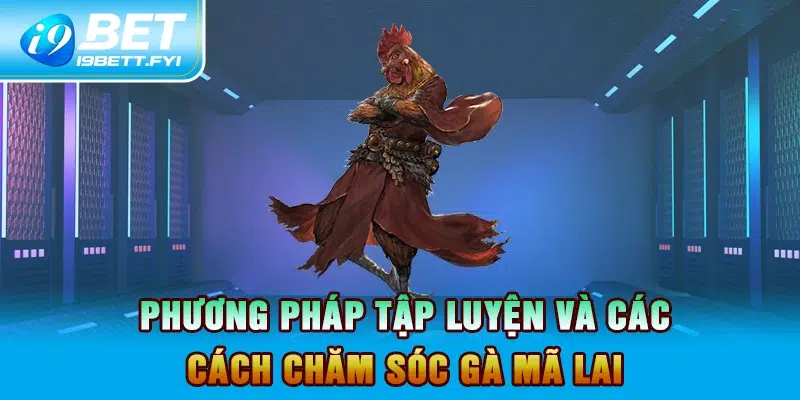 Phương pháp tập luyện và các cách chăm sóc gà mã lai