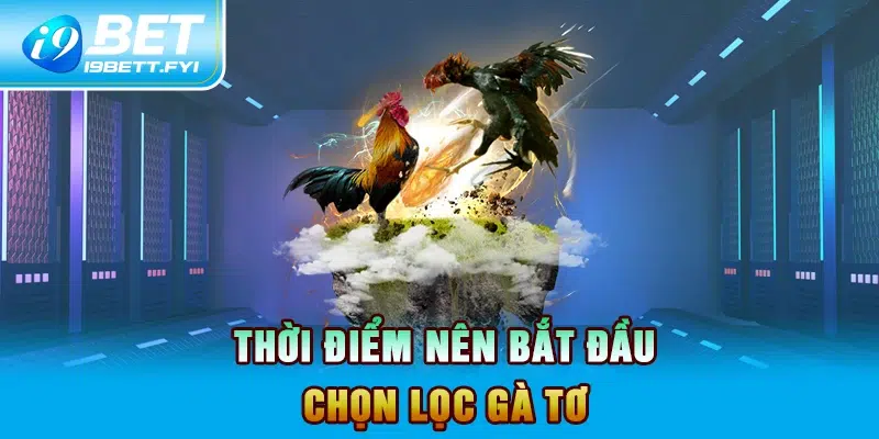 Thời điểm nên bắt đầu chọn lọc gà tơ